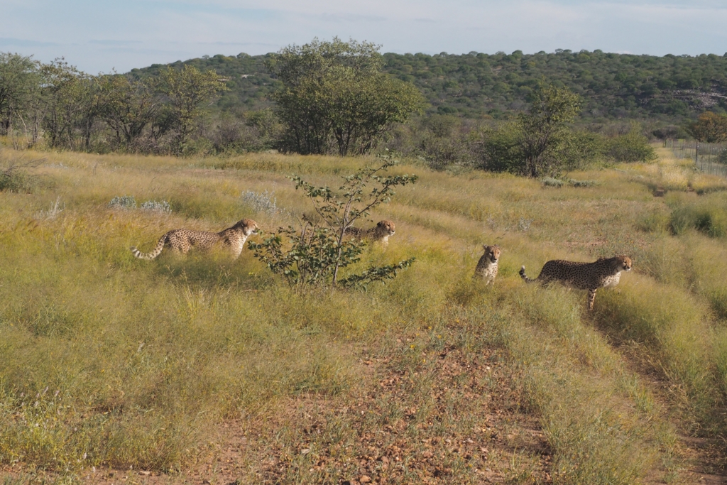 f:id:baobab-no-ki:20170405183651j:plain