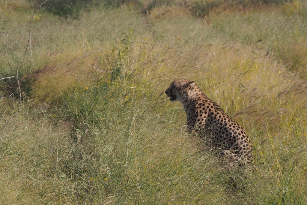 f:id:baobab-no-ki:20170405183905j:plain