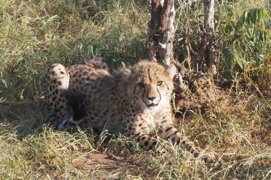 f:id:baobab-no-ki:20170405184232j:plain