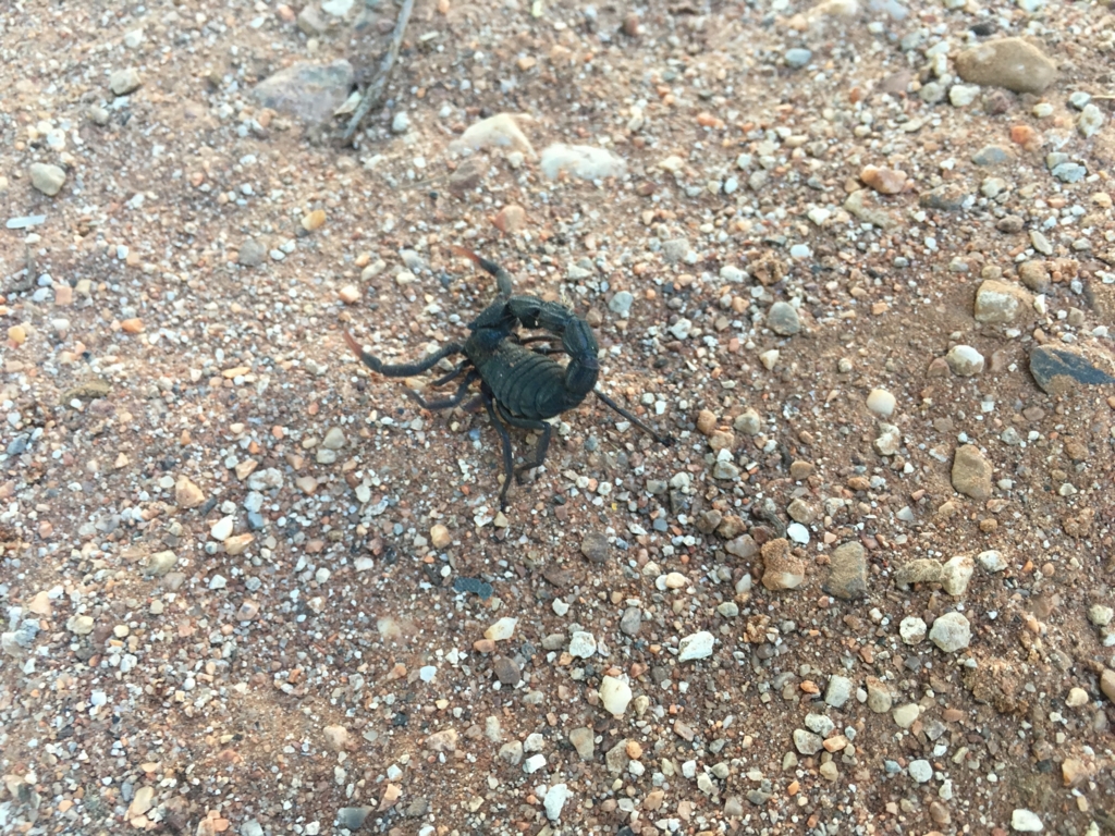 f:id:baobab-no-ki:20170405192508j:plain