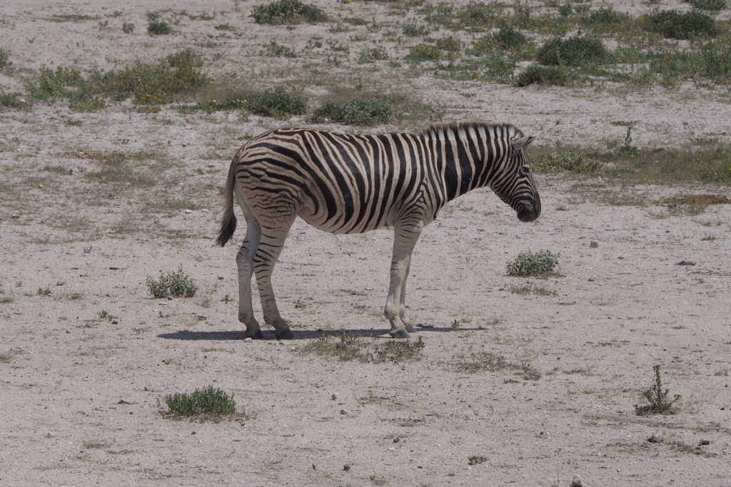 f:id:baobab-no-ki:20170412050602j:plain