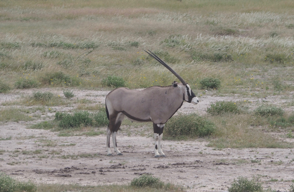 f:id:baobab-no-ki:20170412052018j:plain