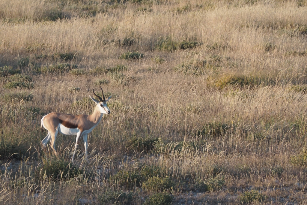 f:id:baobab-no-ki:20170412052148j:plain