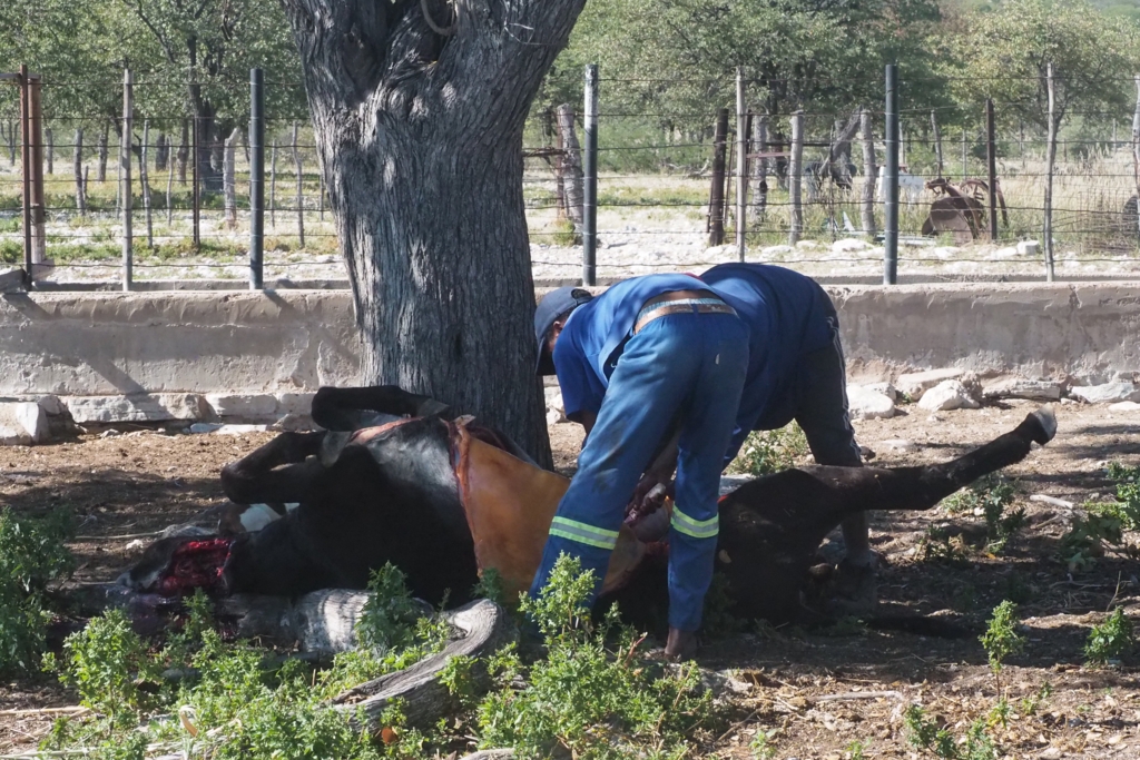 f:id:baobab-no-ki:20170511174009j:plain