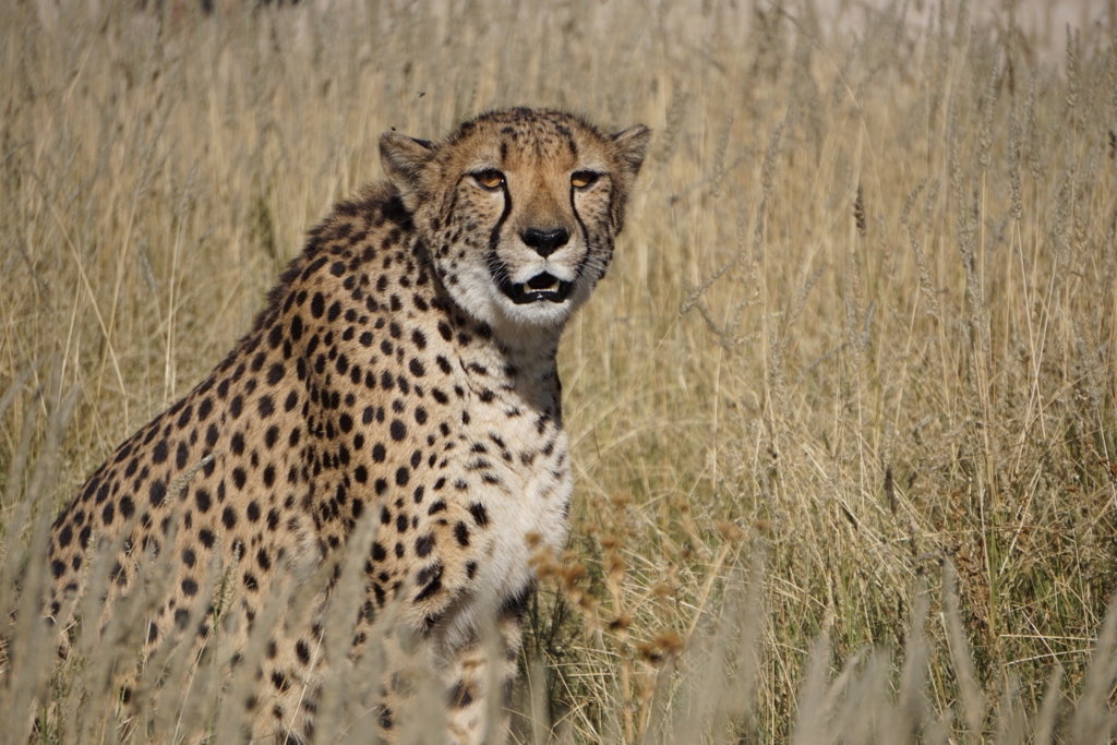 f:id:baobab-no-ki:20170511174935j:plain