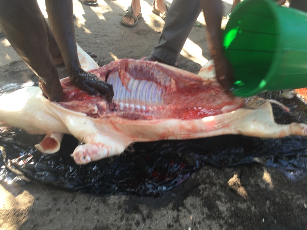 f:id:baobab-no-ki:20170616170001j:plain