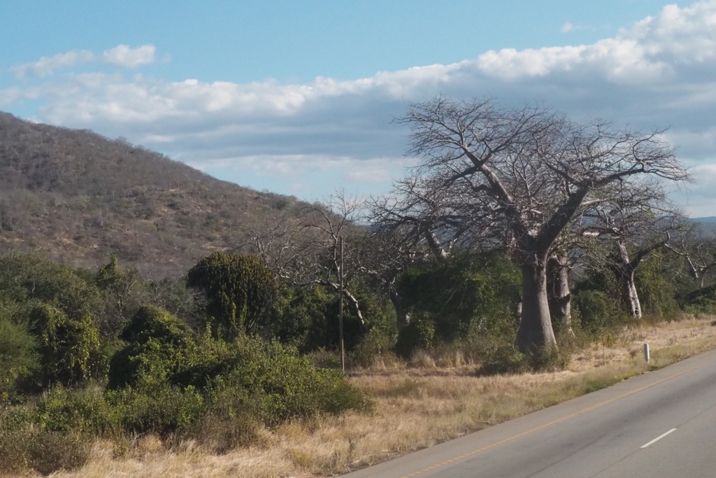 f:id:baobab-no-ki:20170626205428j:plain