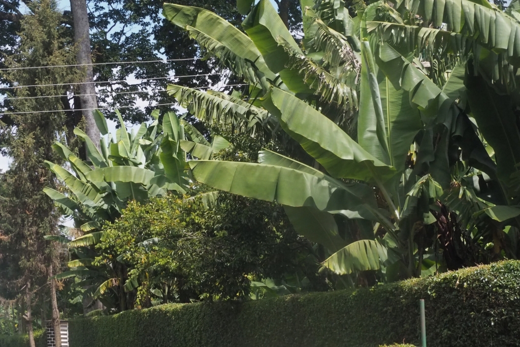 f:id:baobab-no-ki:20170627173301j:plain