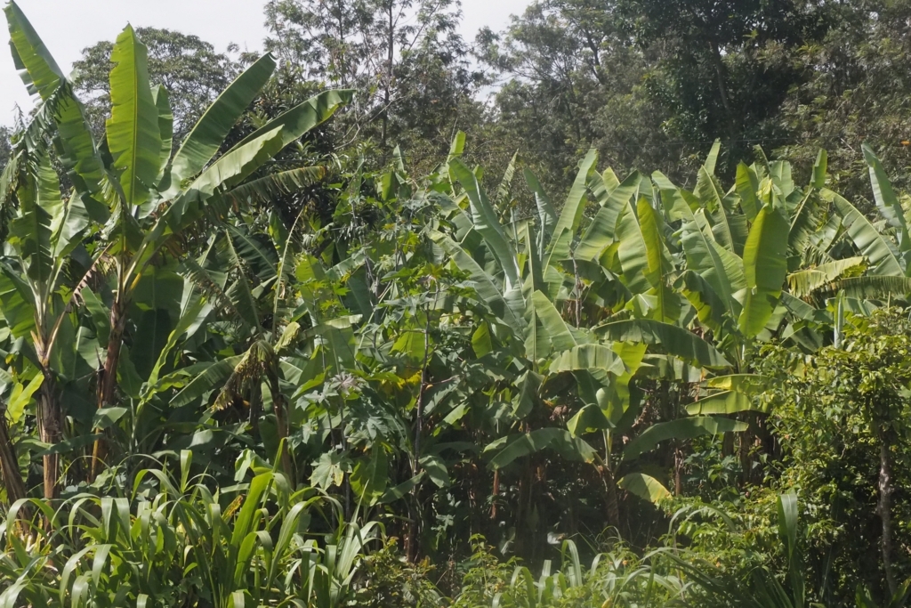 f:id:baobab-no-ki:20170627173524j:plain