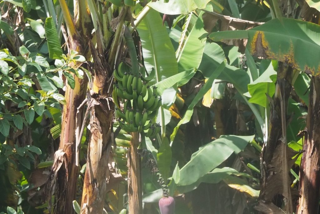 f:id:baobab-no-ki:20170627173807j:plain