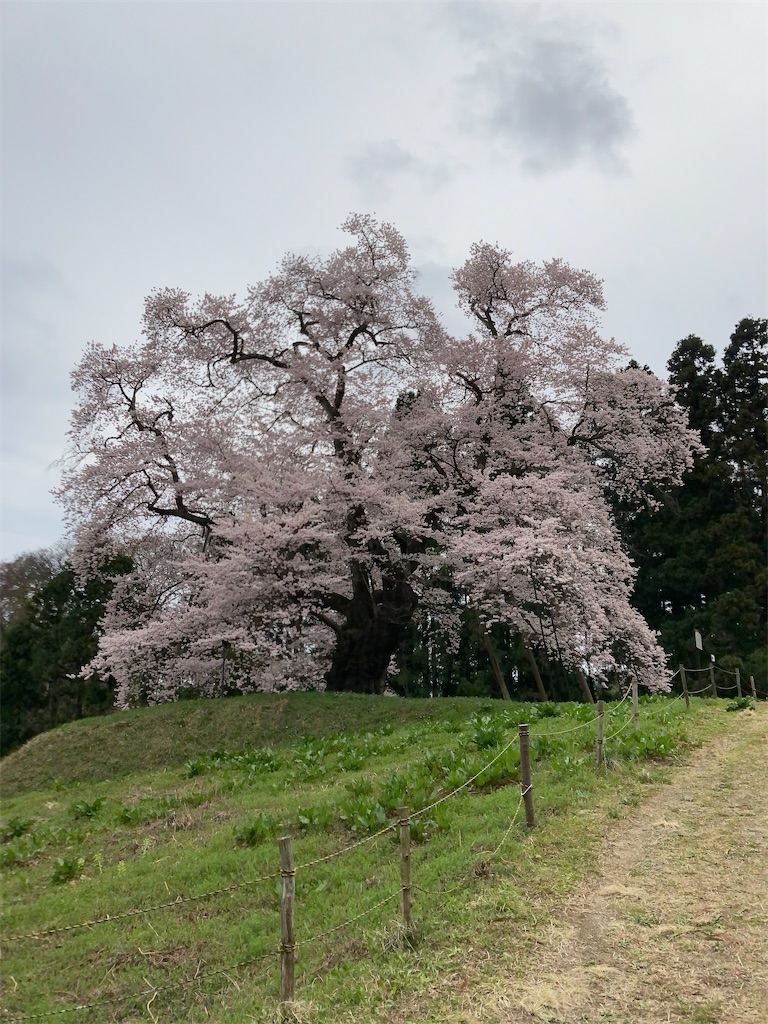f:id:bar_yamagoya:20210406194342j:image f:id:bar_yamagoya:20210406194342j:image