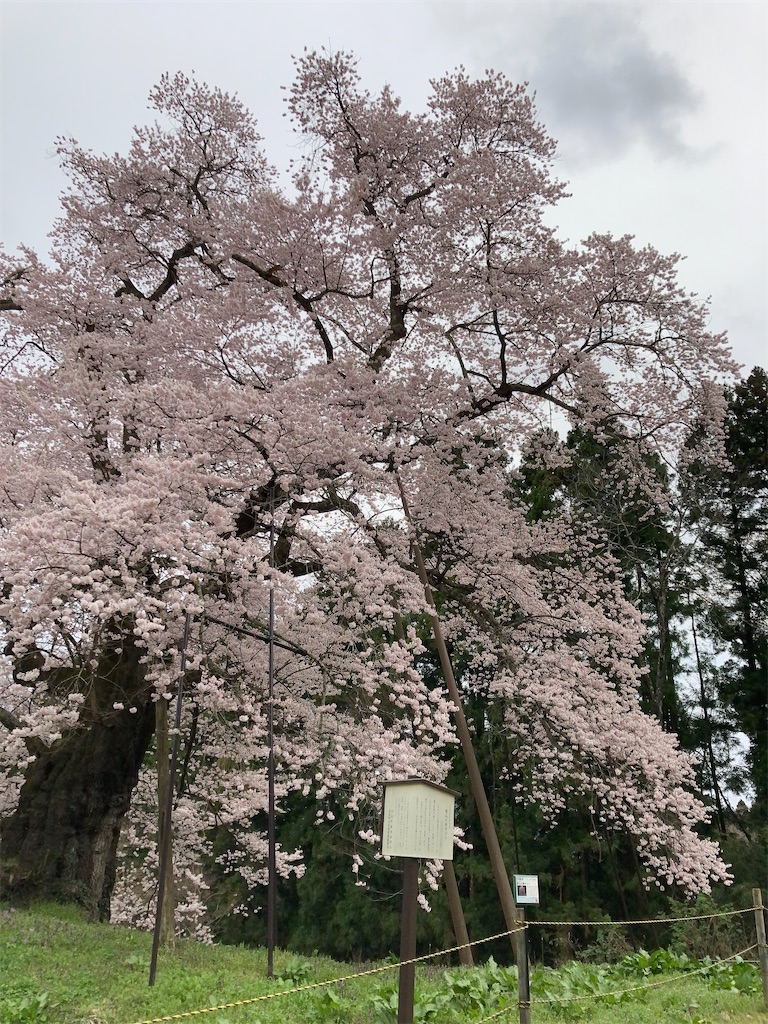 f:id:bar_yamagoya:20210406194406j:image f:id:bar_yamagoya:20210406194406j:image