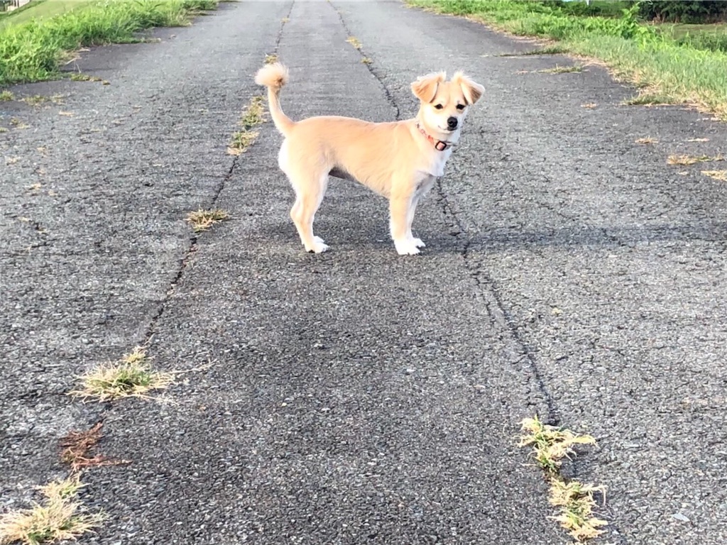 f:id:barber_t:20200410220401j:image