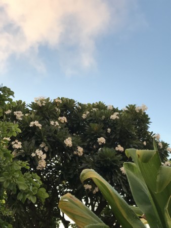 f:id:barbie-sf:20170820184158j:image