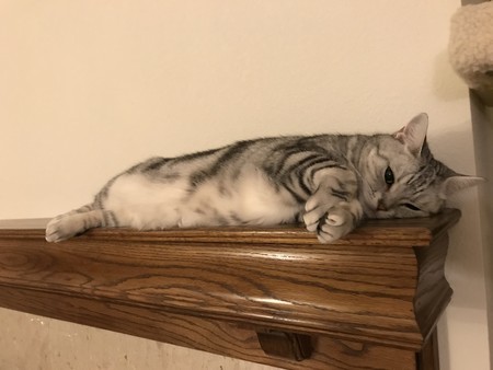 f:id:barbie-sf:20180821214913j:image