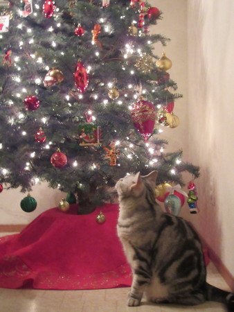 f:id:barbie-sf:20181206153708j:image