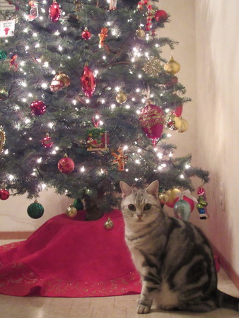 f:id:barbie-sf:20181206153713j:image