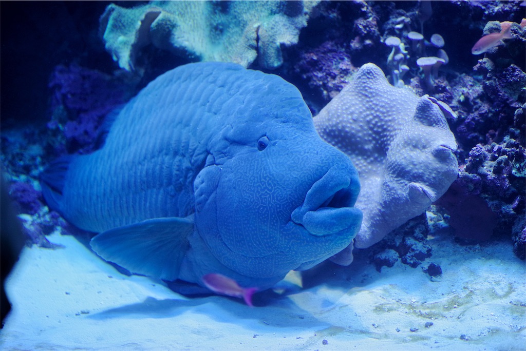 f:id:bardic69:20190311160528j:image