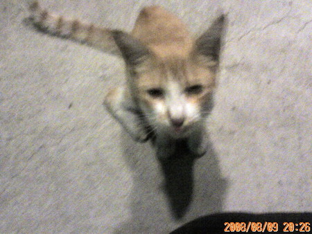 f:id:bareo:20040107120633j:image f:id:bareo:20040107120633j:image