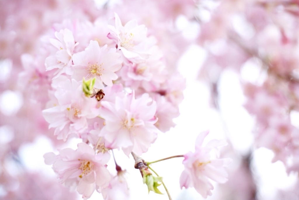 f:id:bargirl:20180402223803j:plain