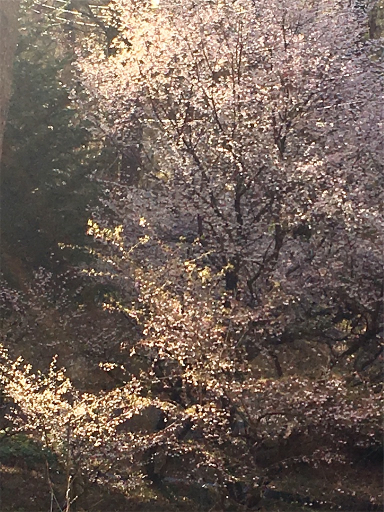 f:id:bari_star_fire:20190429152023j:image f:id:bari_star_fire:20190429152023j:image