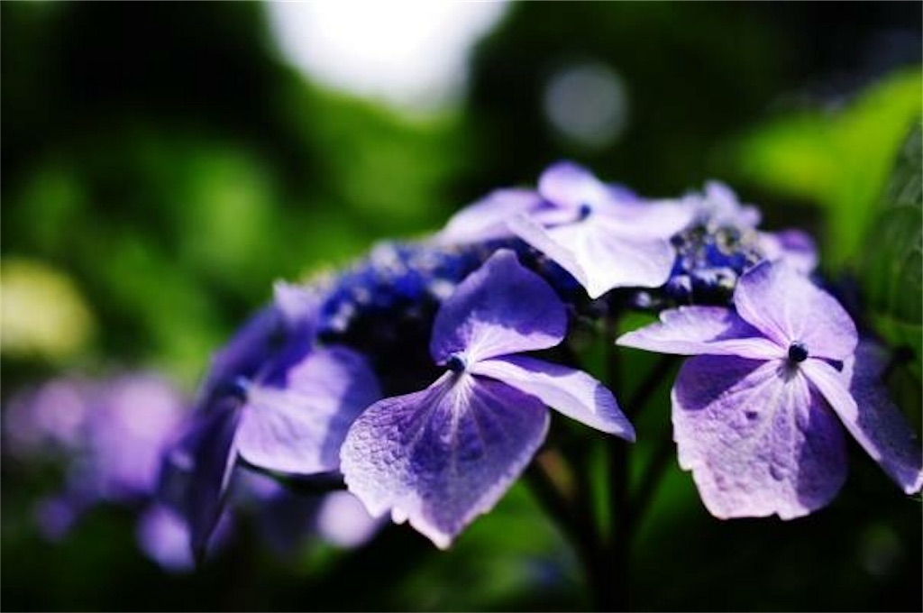 f:id:barkfromthemoon:20180610183801j:image