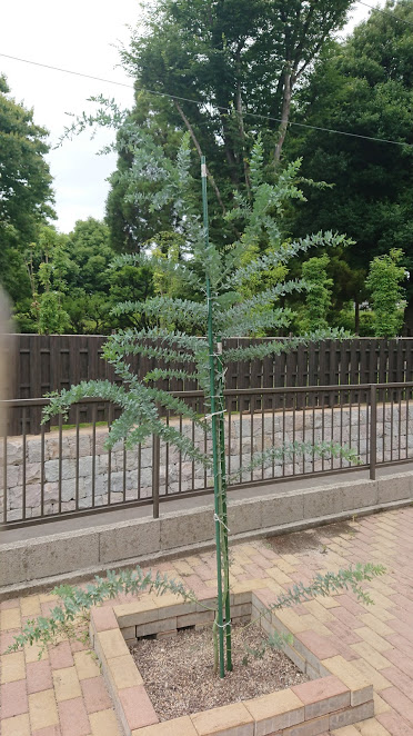 f:id:barmimosa:20180618201147j:plain