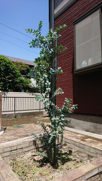 f:id:barmimosa:20190503195017j:plain