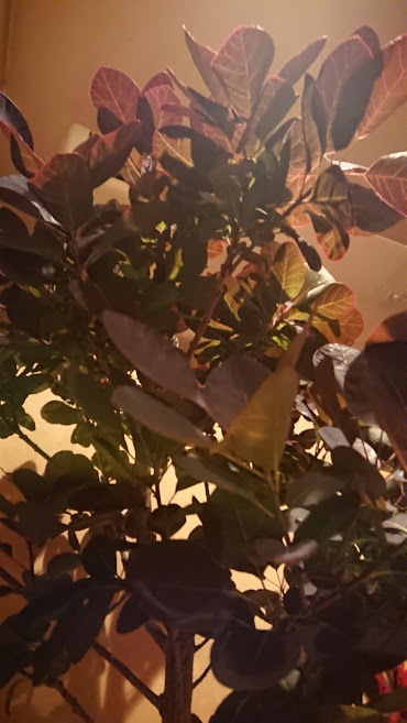 f:id:barmimosa:20190510201958j:plain
