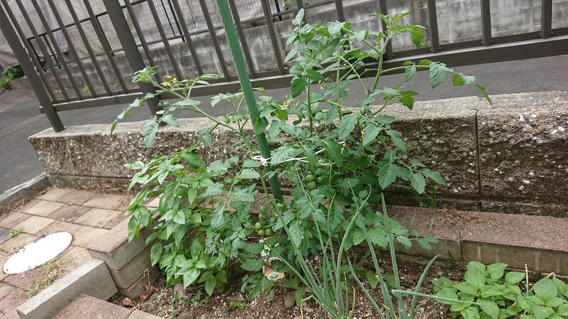 f:id:barmimosa:20190520205423j:plain