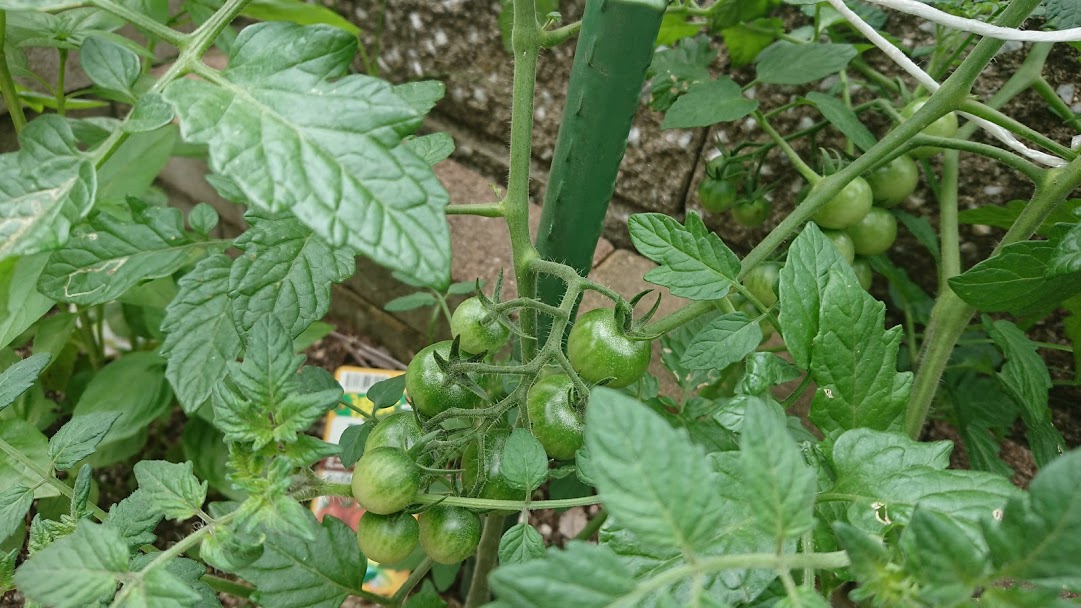 f:id:barmimosa:20190520205829j:plain