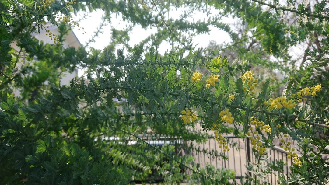 f:id:barmimosa:20200202201404j:plain