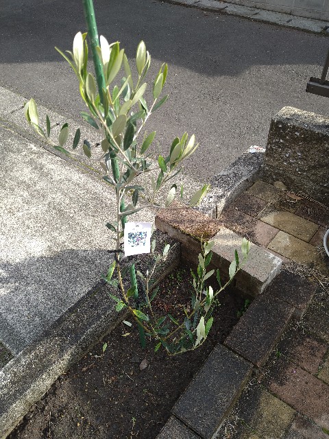 f:id:barmimosa:20210226140256j:image