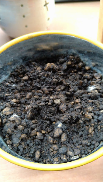 f:id:barmimosa:20210612141113j:plain