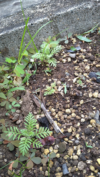 f:id:barmimosa:20210612141501j:plain