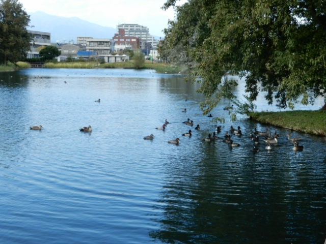 f:id:baroclinic:20191114233443j:image