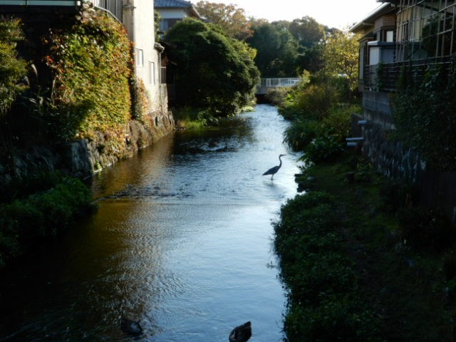 f:id:baroclinic:20191114234115j:image
