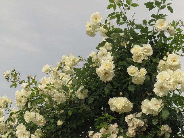 f:id:baroclinic:20250511110412j:image