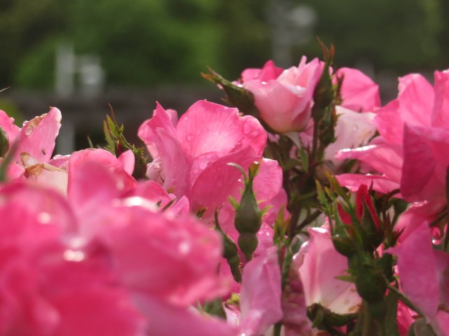 f:id:baroclinic:20250511110507j:image