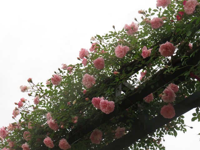 f:id:baroclinic:20250512125711j:image