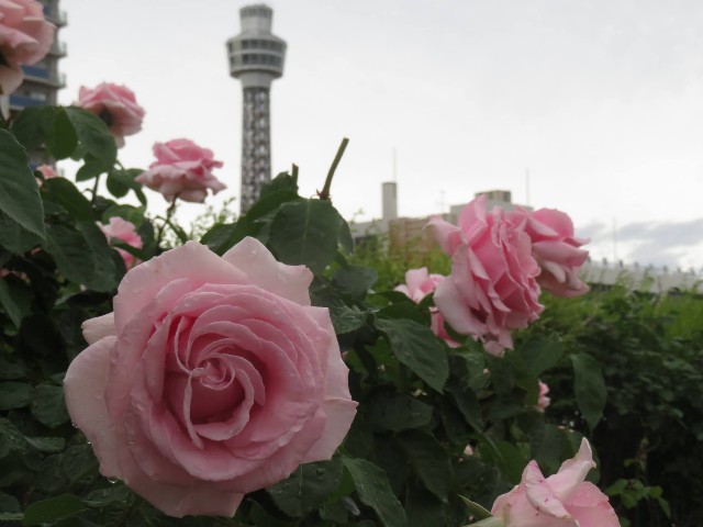 f:id:baroclinic:20250512125946j:image