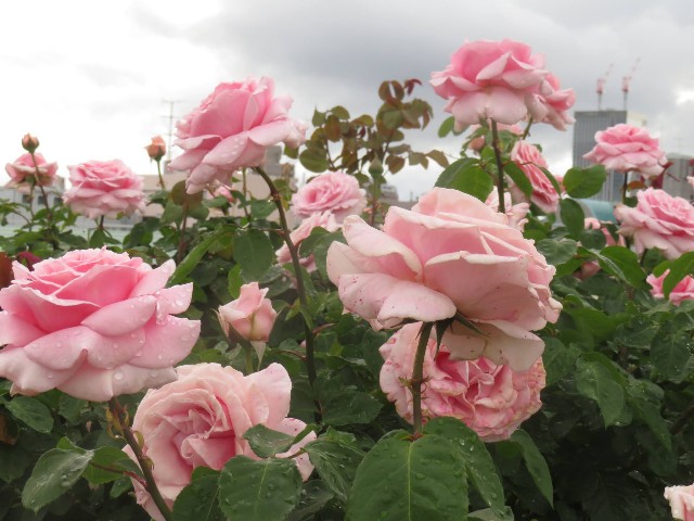 f:id:baroclinic:20250512130021j:image