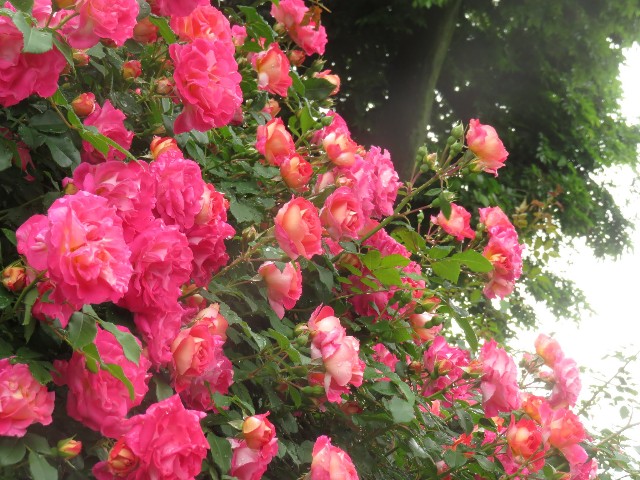 f:id:baroclinic:20250512130141j:image