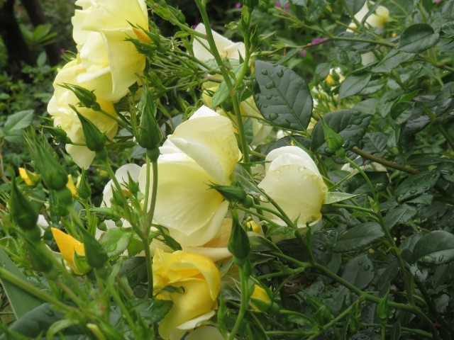 f:id:baroclinic:20250512130355j:image