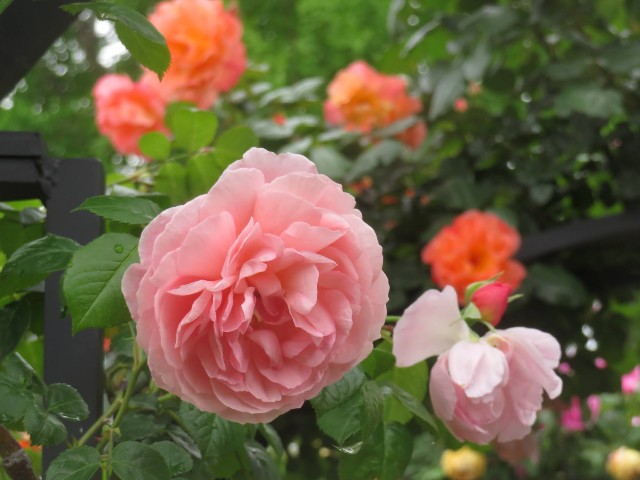 f:id:baroclinic:20250512130449j:image