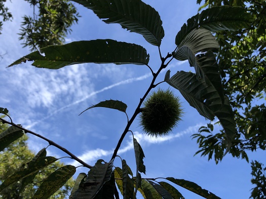 f:id:barumino:20191005151655j:plain