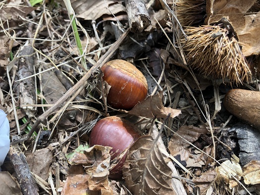 f:id:barumino:20191005151722j:plain