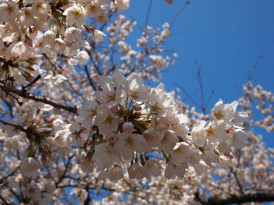f:id:bary223:20120408102517j:image