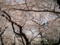 靖国神社　桜　満開