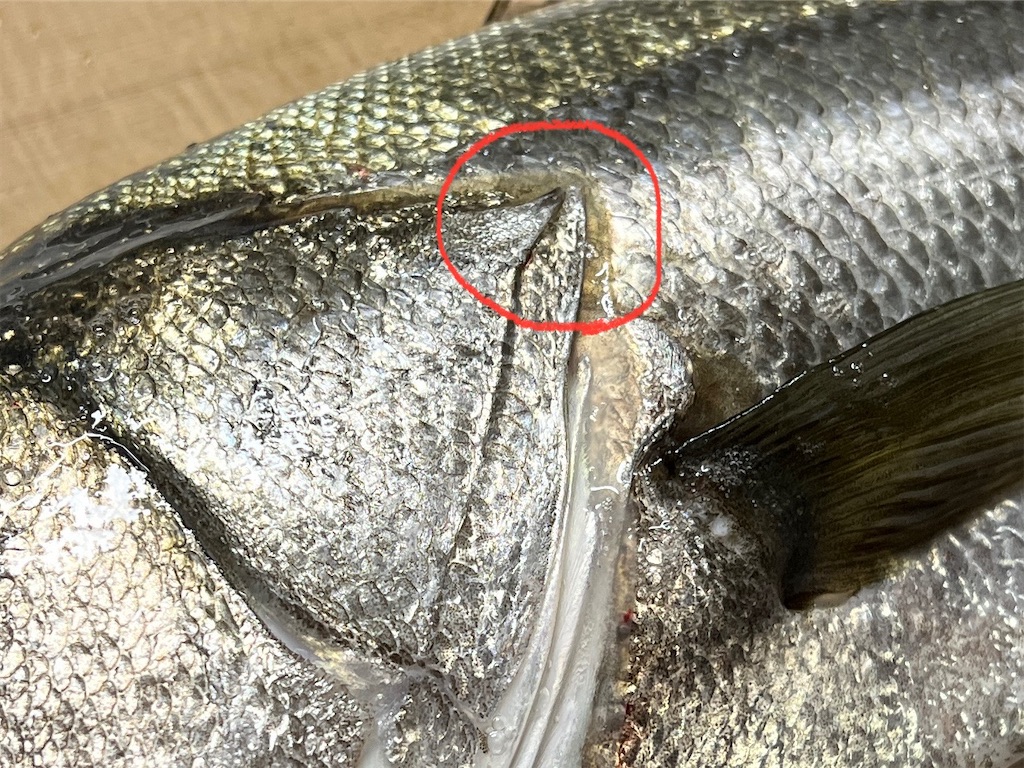 f:id:baseballlll:20241201161100j:image